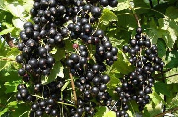 Черная смородина Сластена – ягода для гурманов и ценителей великолепного вкуса