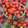Что делать, если рассада томатов не растет: основные причины