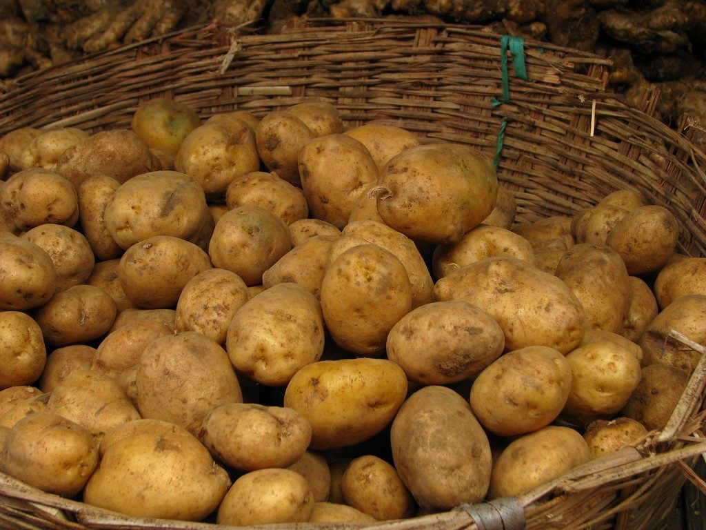 Что делать, если у картофеля большая ботва?
