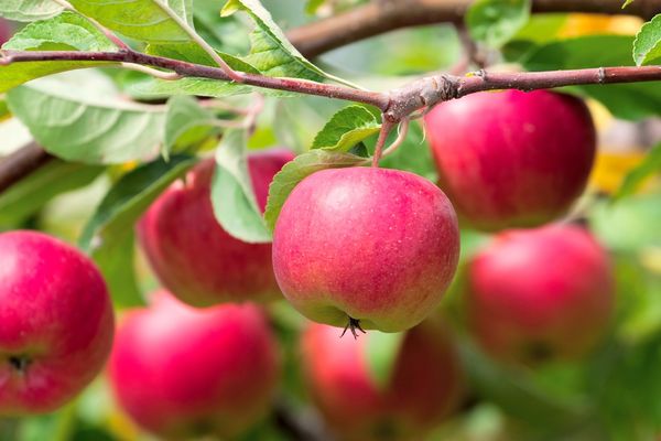 Что делать и почему любимая яблоня не плодоносит
