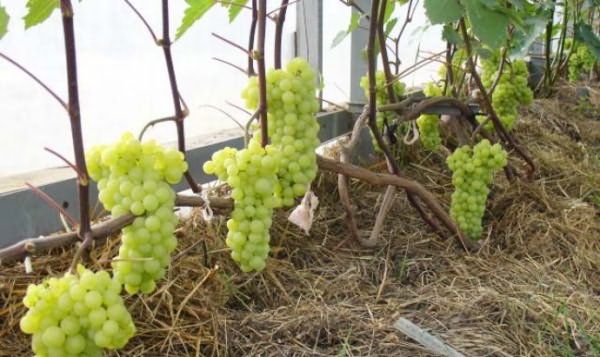 Что нужно знать о выращивании винограда в теплице
