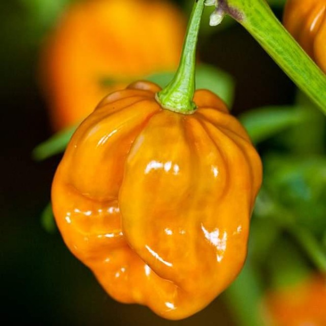 Хабанеро перец: особенности сорта и выращивания