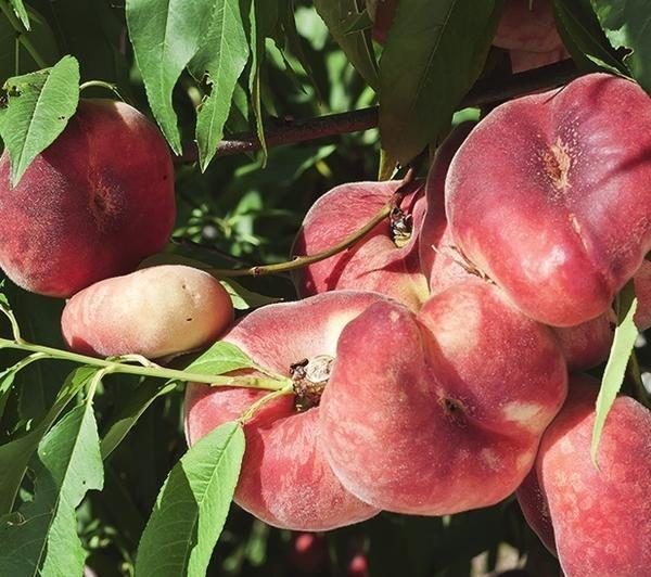 Почему стоит выращивать плоский инжирный персик
