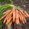 Почему трескается морковь: основные причины