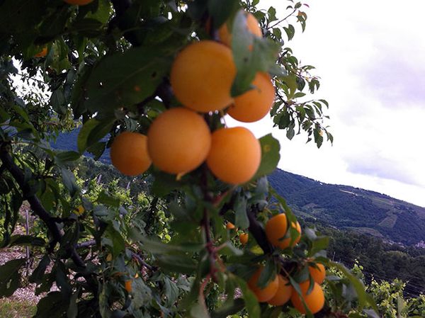 Секреты ухода за абрикосом в разное время года