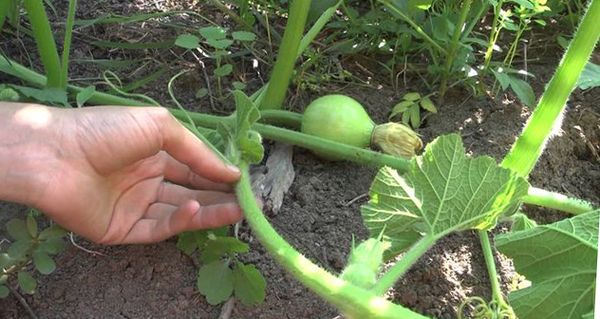 Секреты успешного выращивания арбузов в теплице