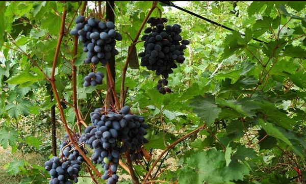 Сортовые формы и выращивание Амурского винограда