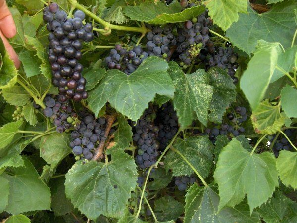 Сортовые формы и выращивание Амурского винограда