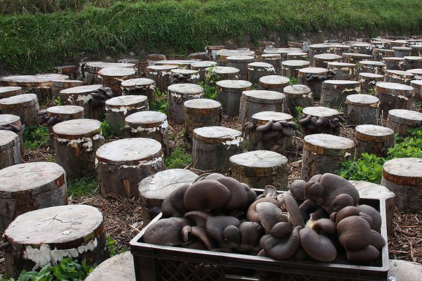 Технология домашнего выращивания грибов на пнях
