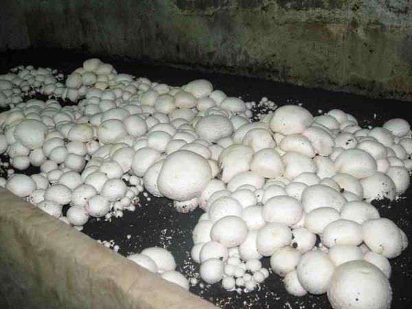 Технология выращивания грибов в подвале