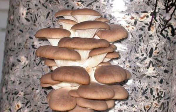 Технология выращивания грибов в подвале