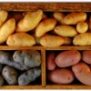 Уборка картофеля мотоблоком – выбираем модель или делаем сами