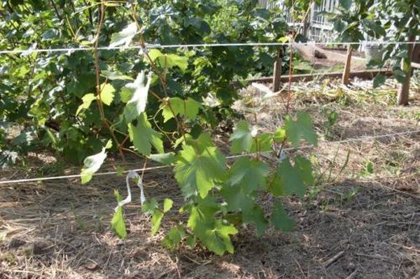 Уход за молодым виноградом в первый год посадки
