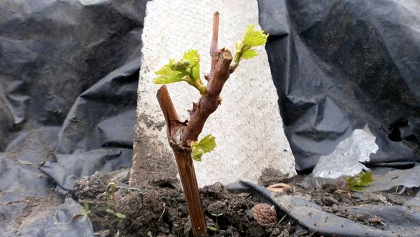 Уход за молодым виноградом в первый год посадки