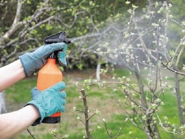 Чем лучше обработать грушу весной от вредителей и болезней
