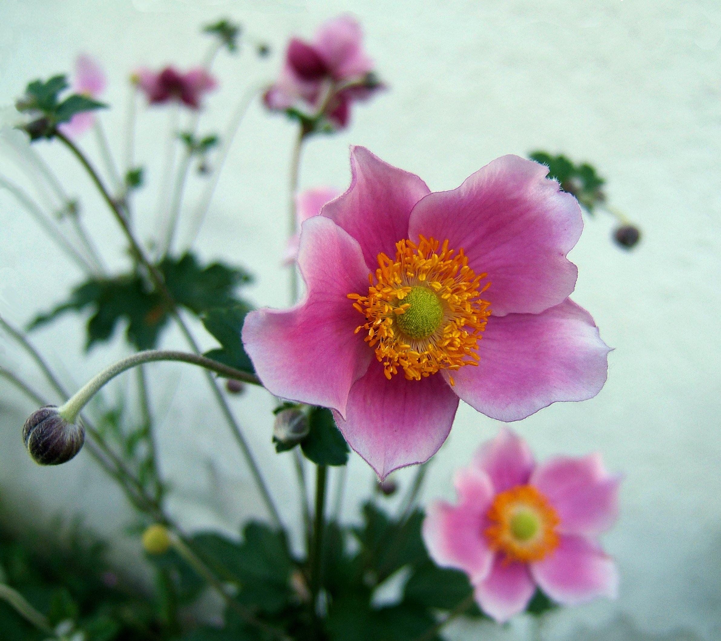 Цветы анемоны в саду и на даче: 25 разновидностей и сортов с описаниями и фото