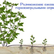 Как посадить и вырастить на даче раннюю урожайную ежевику сорта Натчез
