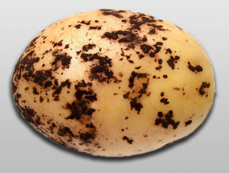 Методы лечения парши картофеля