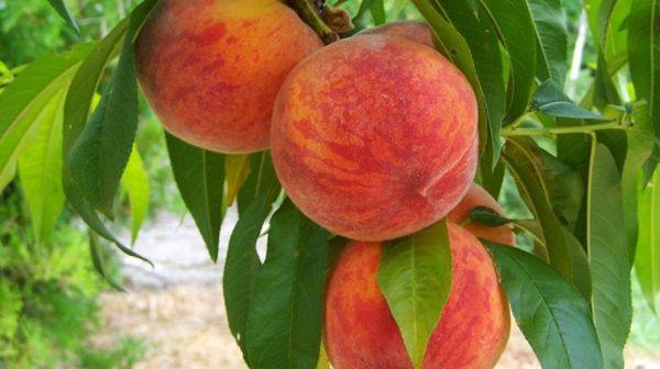 Обзор и описание лучших видов и сортов персика