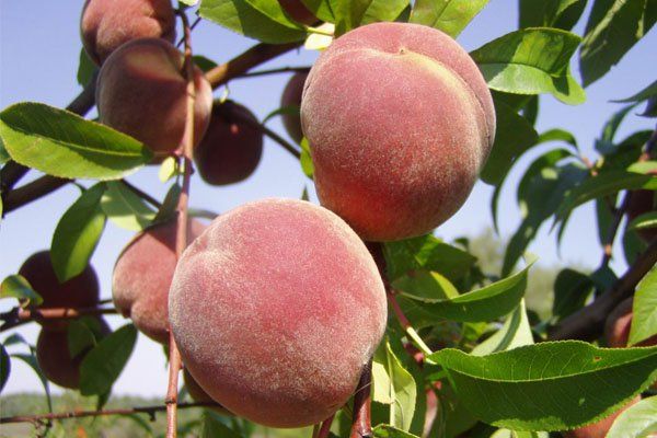 Обзор и описание лучших видов и сортов персика