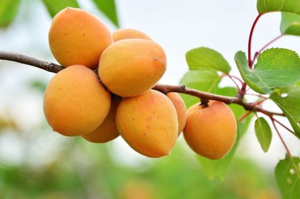 Обзор и выращивание лучших ранних сортов абрикоса