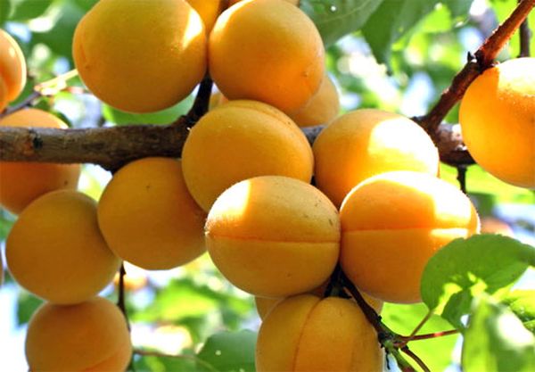 Обзор лучших сортов абрикоса для выращивания в Подмосковье