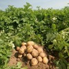 Описание голландского сорта картофеля “Импала”