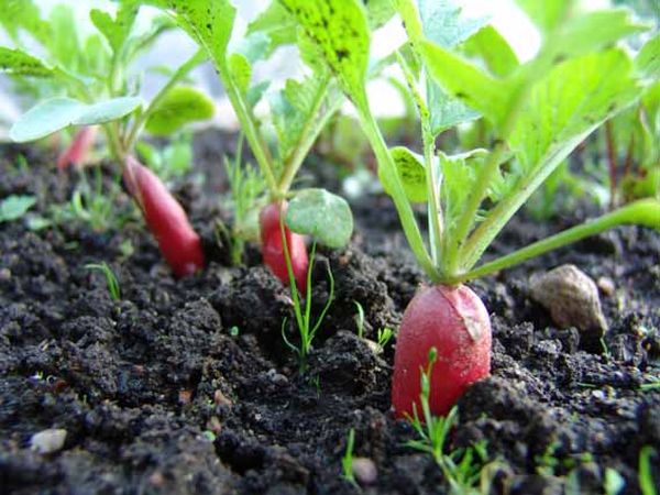 Основы выращивания урожая редиса в теплице 