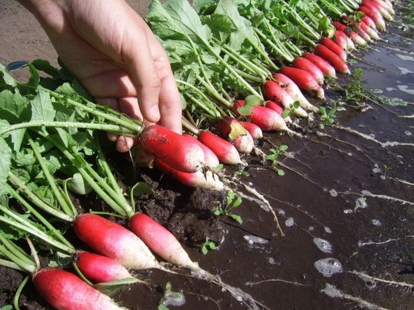 Основы выращивания урожая редиса в теплице 