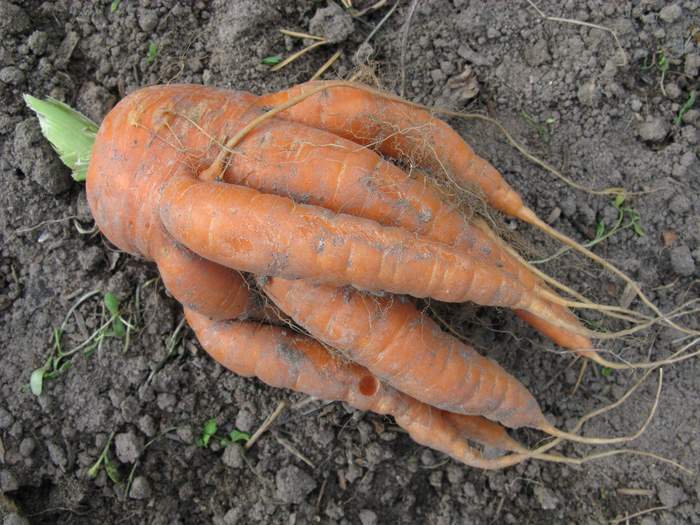 Почему морковь рогатая, корявая: как бороться с дефектами?