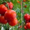 Почему опадают цветы у помидор в теплице