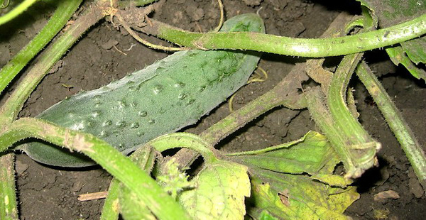 Почему сохнут листья у огурцов в теплице: причины и их устранение