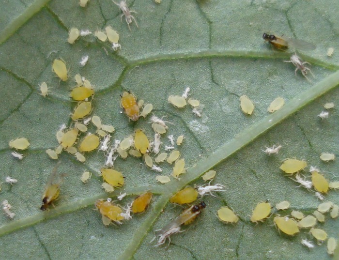 Почему сохнут листья у огурцов в теплице: причины и их устранение
