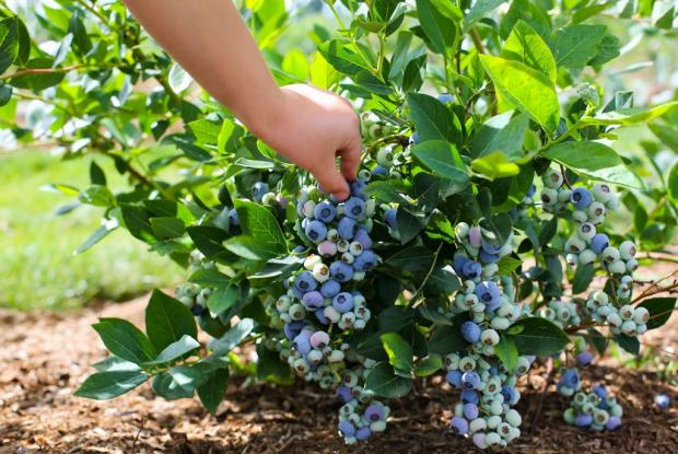 Посадка и уход за голубикой на вашем участке – как вырастить вкусную ягоду