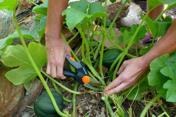 Правила и секреты выращивания тыквы в открытом грунте