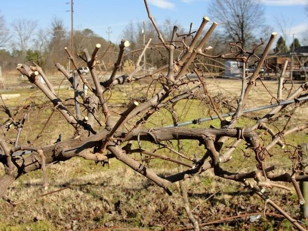 Правила обрезки винограда осенью для новичков