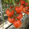 Правила подкормки томатов после высадки в теплицу