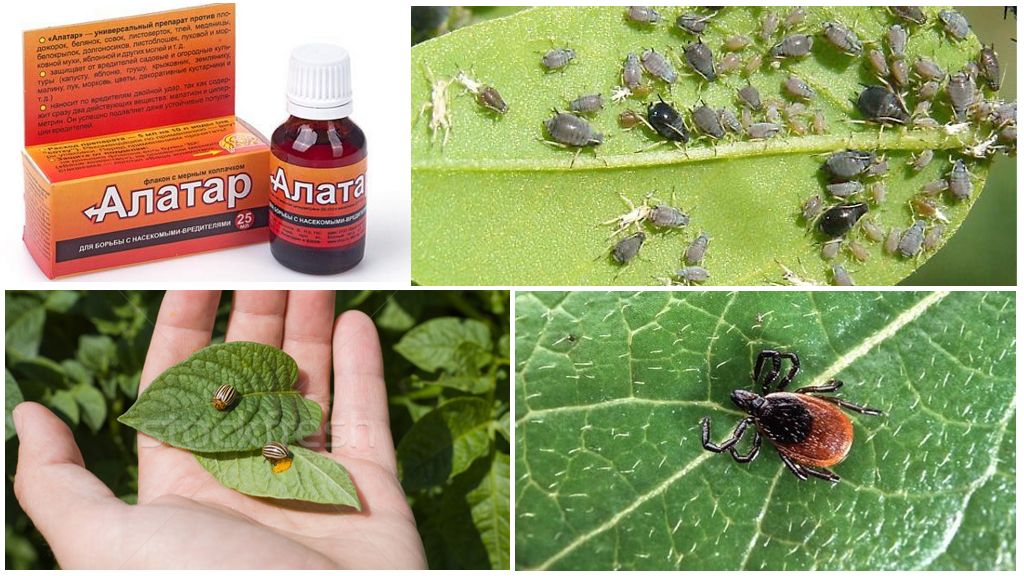 Препарат Алатар для борьбы с насекомыми: инструкция по применению в саду и на огороде