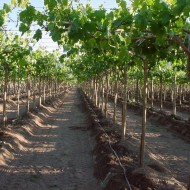 Секреты успешного выращивания сверхраннего винограда сорта Юлиан