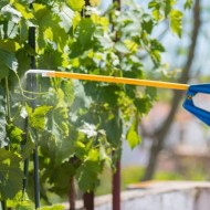 Секреты успешного выращивания сверхраннего винограда сорта Юлиан