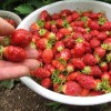Сорт клубники “Альба”: секреты выращивания