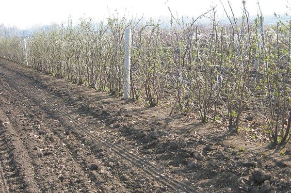 Технология посадки черной смородины осенью