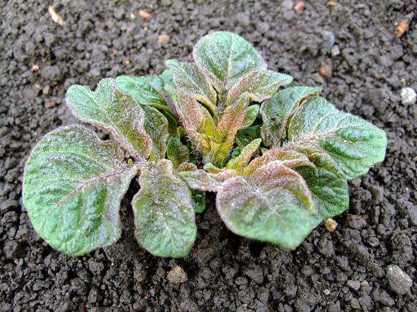 Технология выращивания картофеля семенами