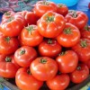 Ультраскороспелый сорт томатов Катя