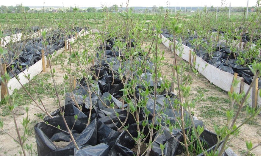 Выращиваем кизил— практические рекомендации по посадке, размножению и уходу
