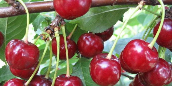 Характеристика и выращивание высокоурожайной вишни Малиновка