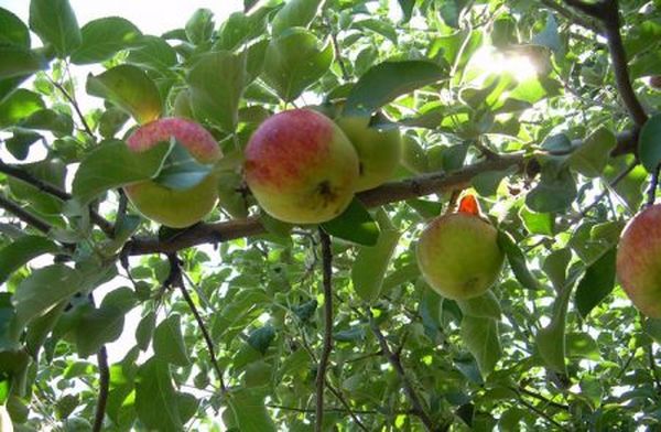 Характеристики позднелетней яблони сорта Юбиляр