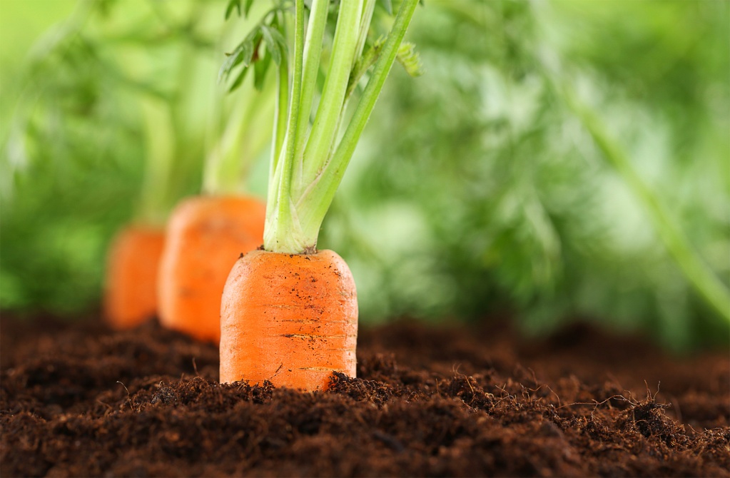 Как поливать морковь: нормы и ошибки