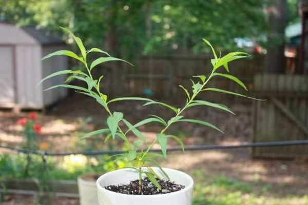Как правильно посадить и вырастить персик из косточки
