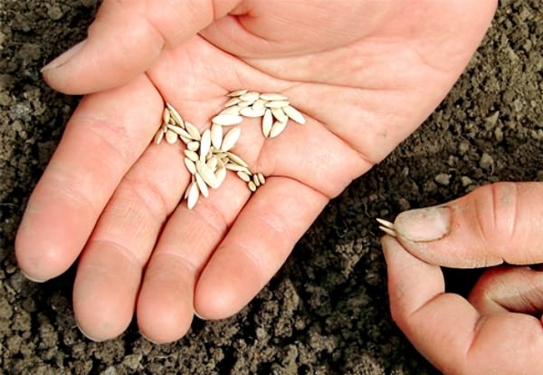 Как правильно сажать лук севок в открытый грунт